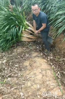 高度100厘米龙血树