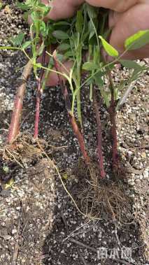高度20厘米玫瑰小苗
