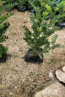 高度25厘米胡椒木