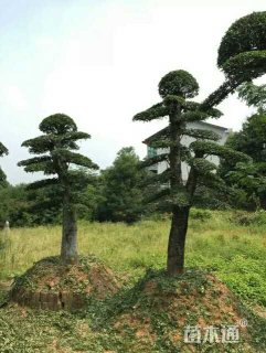 20公分造型榆树