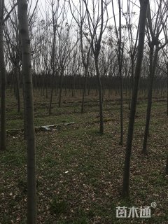 15公分栾树