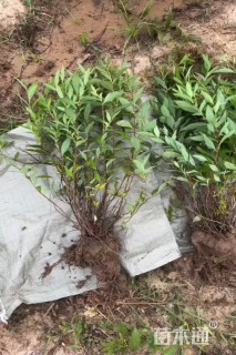 高度40厘米绣线菊