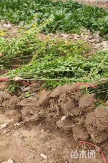 高度40厘米连翘小苗