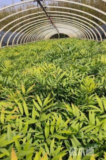 高度30厘米十大功劳