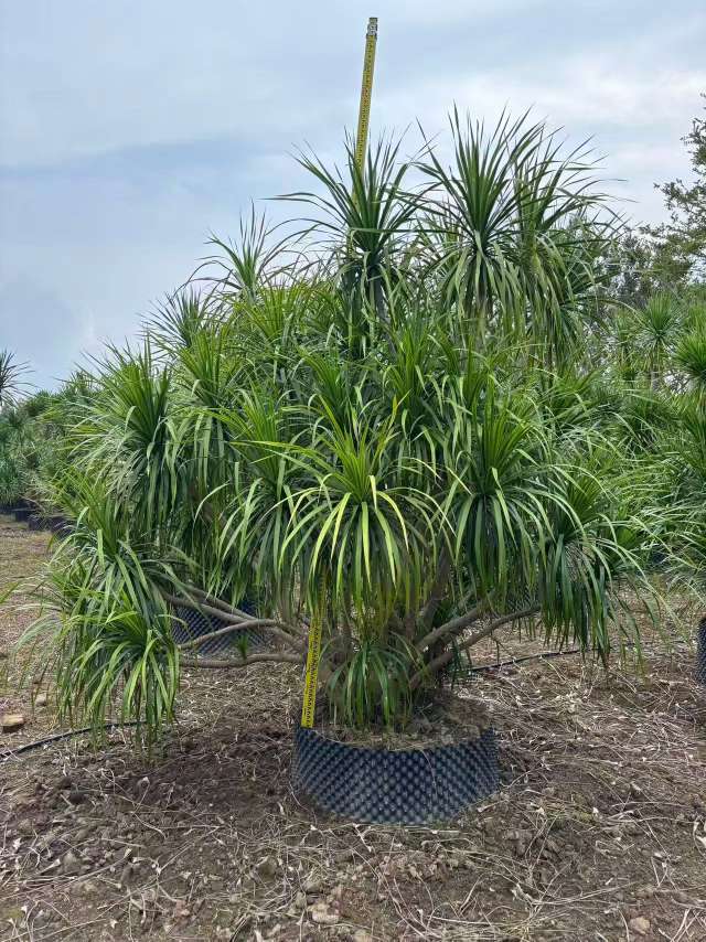 高度300厘米龙血树