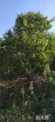 高度550厘米丛生大叶女贞