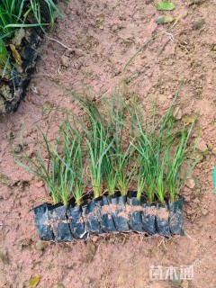 高度30厘米银边麦冬