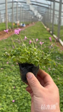 高度20厘米红花酢浆草
