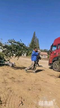 高度250厘米木绣球