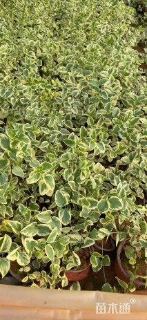 高度40厘米花叶蔓长春