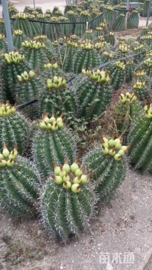 高度40厘米仙人球