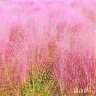 高度40厘米粉黛乱子草