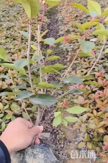 高度50厘米红叶石楠小苗