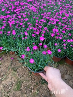 高度13厘米欧石竹