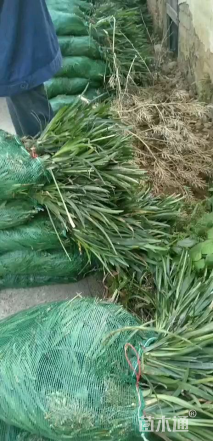 高度30厘米兰花三七草