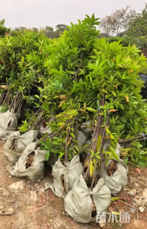高度100厘米木荷小苗
