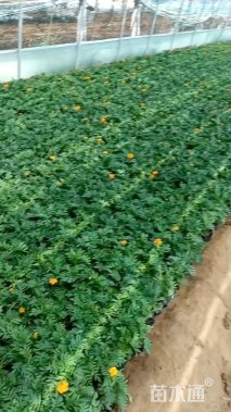 高度10厘米孔雀草