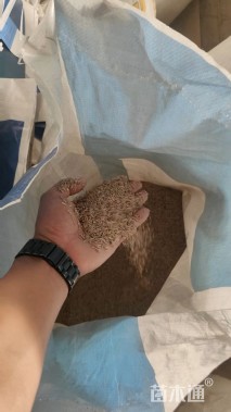 百慕大草种子