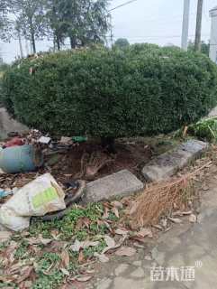 高度220厘米黄杨