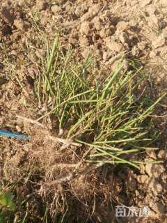 高度40厘米月季小苗