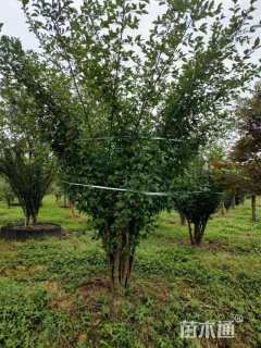 20公分垂丝海棠