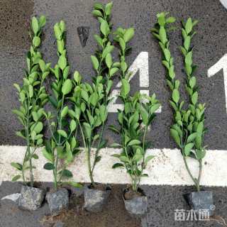 高度40厘米大叶黄杨