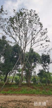 30公分朴树