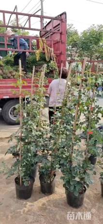 130厘米藤本月季