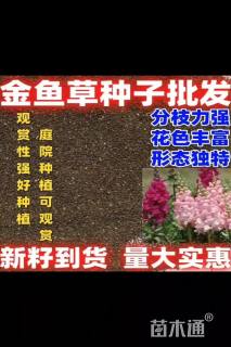 金鱼草种子金鱼草种子