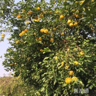 10公分香橼