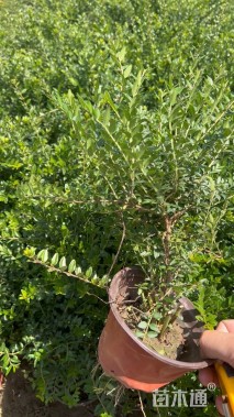 高度30厘米亮绿忍冬