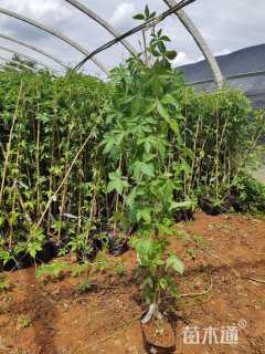 高度100厘米五爪金龙