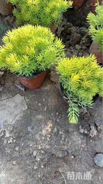 高度6厘米金叶佛甲草