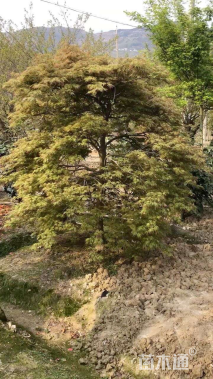 高度450厘米羽毛枫