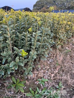 高度40厘米金边黄杨