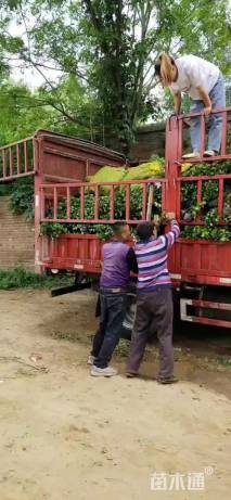 高度50厘米卫矛小苗