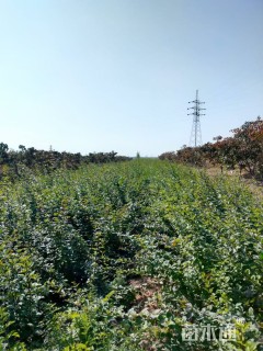 高度50厘米连翘