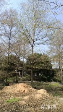 12公分细叶榄仁