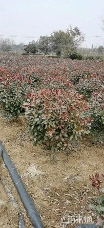 冠幅30厘米红叶石楠球