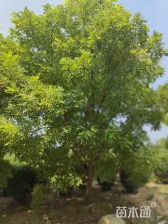15公分黄金槐