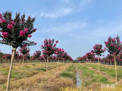 高度350厘米美国紫薇