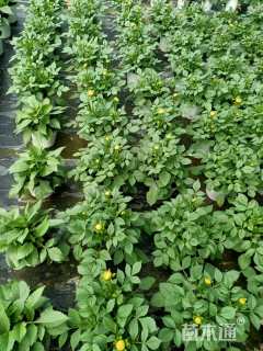 高度25厘米大丽花