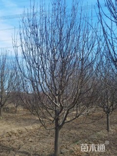 15公分八棱海棠