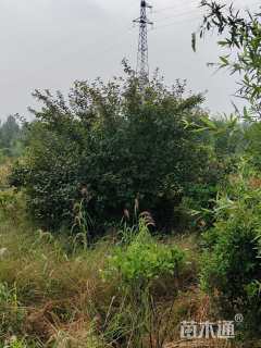 7公分榆叶梅