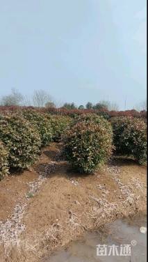 冠幅130厘米红叶石楠球