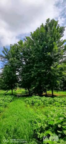 16公分北美红枫