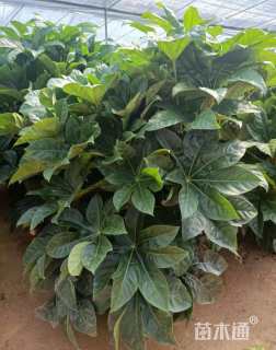 高度60厘米八角金盘