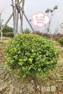 高度100厘米龟甲冬青