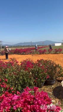 高度50厘米柠檬黄三角梅