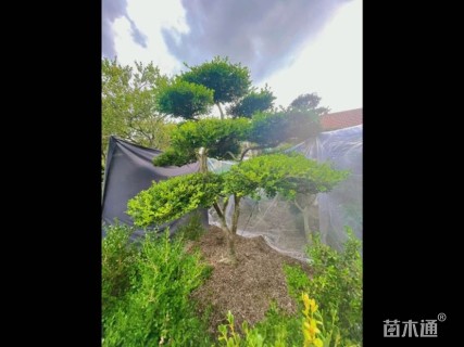15公分造型黄杨